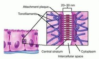 Desmosomes - Eukaryotic Cell Organelles