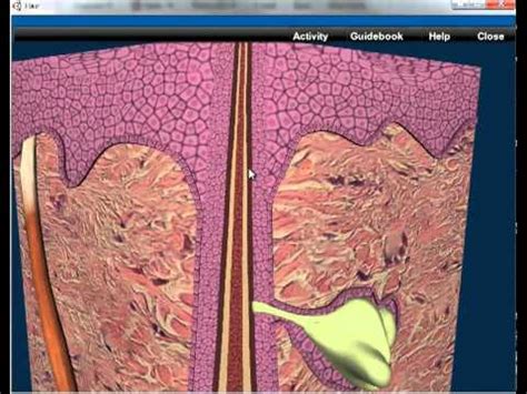 3D Integumentary System - YouTube