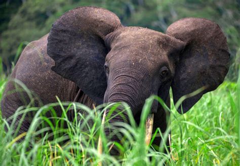 Parcs Gabon Wildlife Safaris - Gabon Wildlife Camps & Safaris | GABON