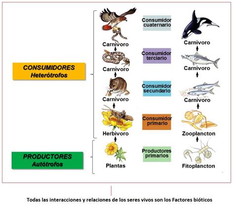 Cadena alimenticia y red trófica; terrestres y acuáticas | OVACEN