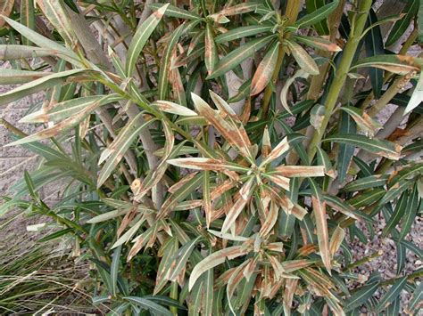 Xtremehorticulture of the Desert: Oleander Freeze Damage Can Be Fixed ...