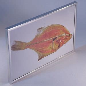 Flounder Anatomy Plastination Print Fish Flatfish Anatomical Specimen Suitable for Comparison ...