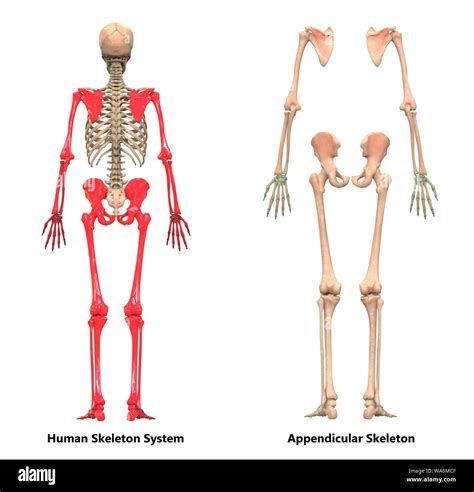 Human Skeleton System Appendicular Skeleton Anatomy Stock Photo - Alamy