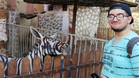 Egypt zoo accused of painting donkey to look like a zebra - BBC News