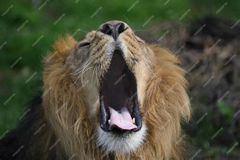 Premium Photo | Lion roar roaring lion close up of a lion roaring