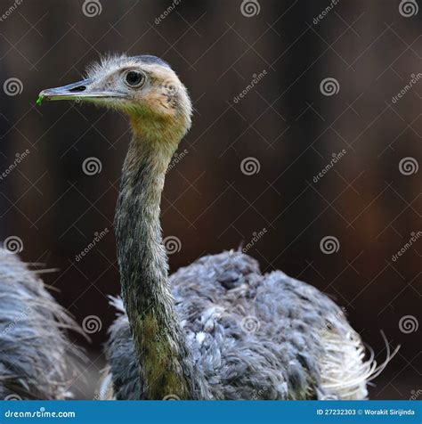 Rhea Bird stock image. Image of standing, rheidae, flightless - 27232303