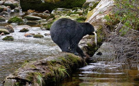 Wildlife Viewing on the Olympic Peninsula & Olympic National Park