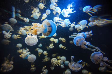 Free Images : wild, underwater, asia, jellyfish, coral reef ...