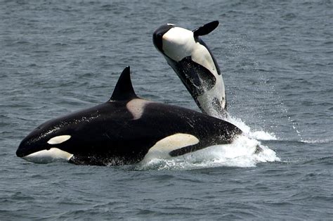 Dead bowheads in Beaufort and Chukchi point to increased killer whale presence in Arctic ...