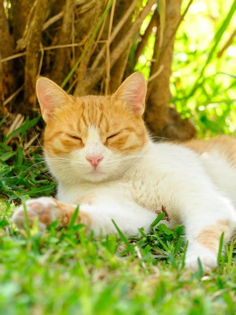 Um gato fofo dormindo no parque | Foto Premium