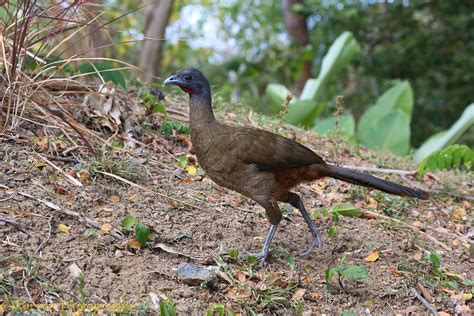 Cocrico or Rufus-tailed Guan photo WP39826