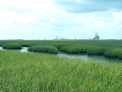 Estuaries, Salt Marshes, and Mangroves - MarineBio.org