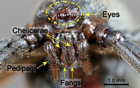 Brown widow spider - Latrodectus geometricus