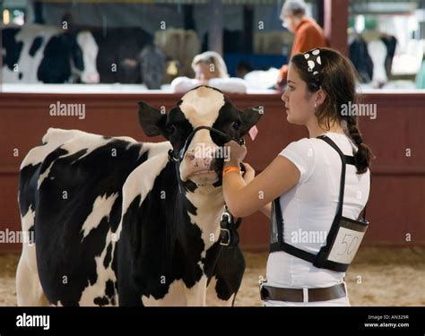 4H Livestock Show at the Dutchess County Fair in Rhinebeck NY Stock Photo - Alamy