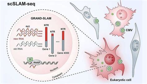 The battle between virus and host cell