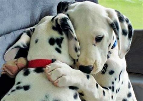 hugs & secrets | Cute animals, Cute dogs, Puppy hug