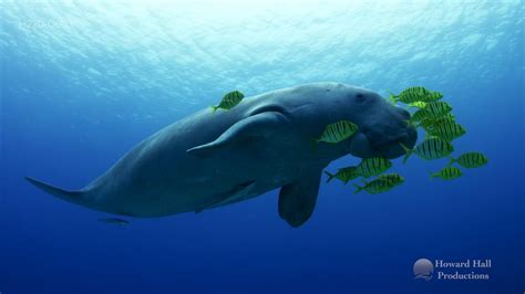 Watch a Dugong Swim - NWF | Ranger Rick