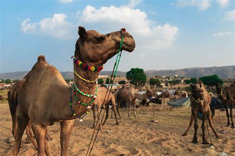 «Camel With Colourful Decorations At Sunset In Rajasthan, India» del ...