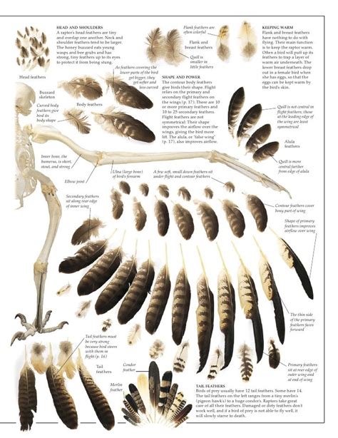 Owl feather, Feather identification, Bird drawings