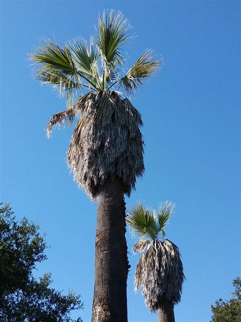 Washingtonia filifera - Linda Vista Native Plants