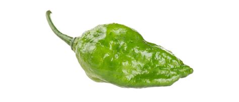 Ghost Pepper Plant Scoville, Colors And [Updated] Grow Guide