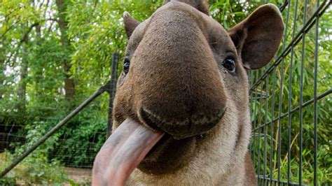 Zoo Dortmund: Ein neues Tapir-Foto sorgt für gute Laune auf Facebook ...