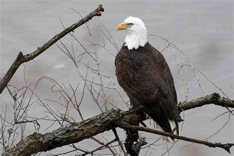 Bald eagles soaring back from the brink of extinction - CBS News