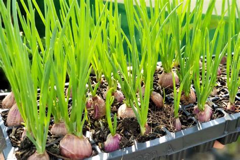 How To Grow Spring Onions | Lawn.com.au