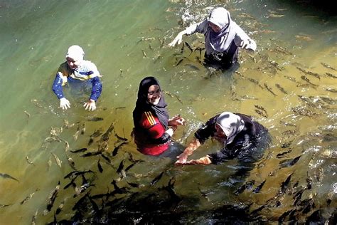 Gambar Sungai Yang Mempunyai Banyak Ikan