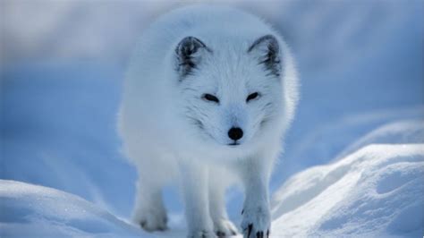 Climate change threatens Arctic fox’s future in Nordic nations – Eye on the Arctic