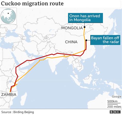 Epic 7,500-mile cuckoo migration wows scientists - BBC News