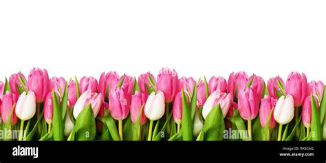 Pink tulip flowers border isolated on white background. Flat lay. Top ...