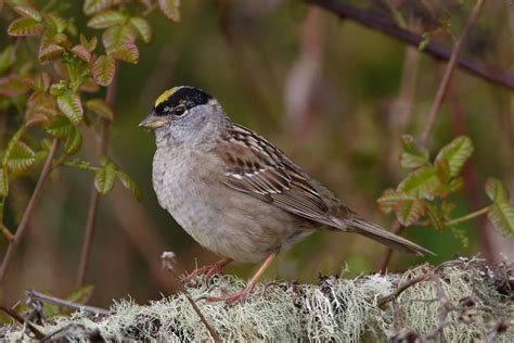 Golden-crowned Sparrow | Oregon Birding Association