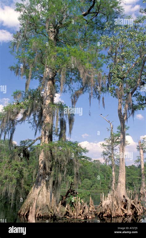 Wakulla Springs Florida bald cypress trees Stock Photo: 6685540 - Alamy