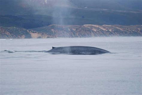 Blue Whale Mating 101: How Often Do Blue Whales Mate? - MarinePatch