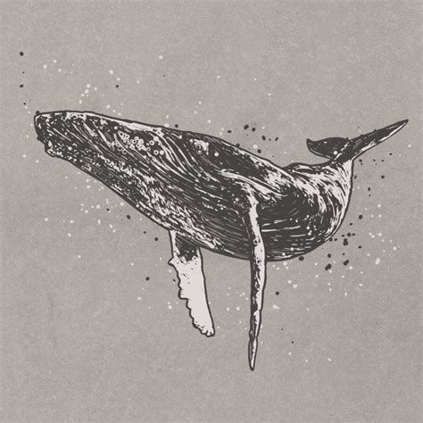 コンプリート！ whale illustration 222698-Whale illustration pinterest
