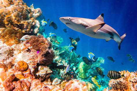 Are Reef Sharks Dangerous?