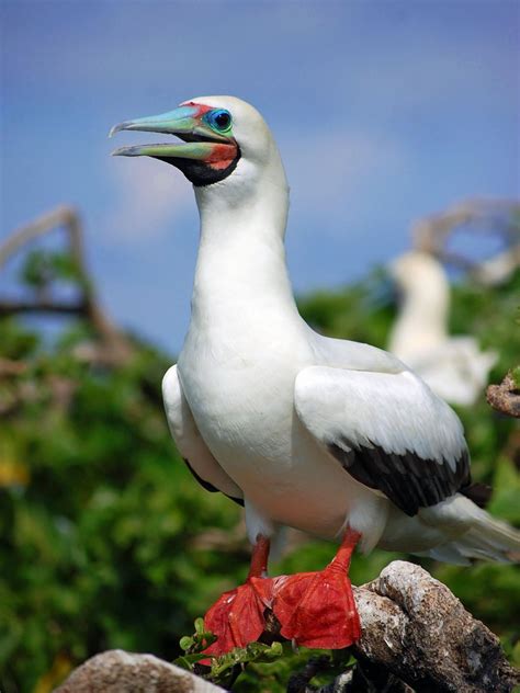 Red-footed booby (Sula sula)