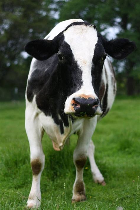 Holstein Friesian Cow | Farm Animals | Pinterest