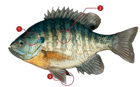 BLUEGILL