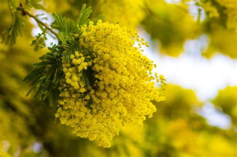 Mimosa Flower Meaning and Symbolism that You Need to Know