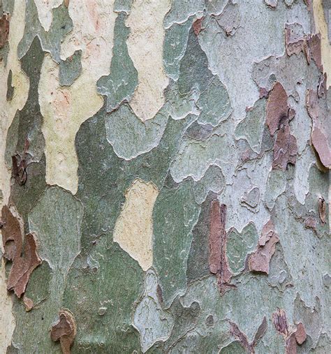 Sycamore Tree Bark Design Oak Creek Photograph by Darrell Gulin - Fine ...