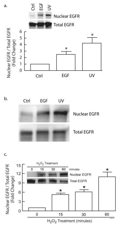 EGFR Antibody (Monoclonal, 111.6)