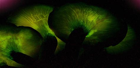 Some mushrooms glow in the dark – here's why