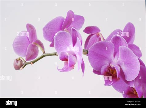 Purple Orchid on white background Stock Photo - Alamy