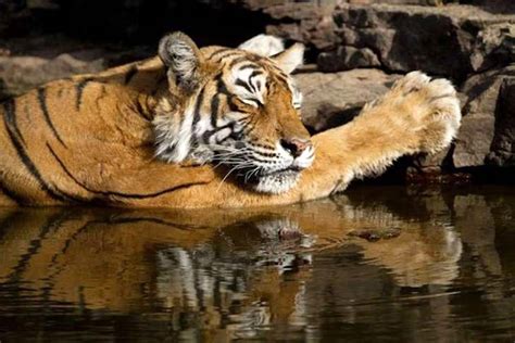 India's Most Famous Tiger Machli, 'Queen of Ranthambore', Dies at 19 - NBC News