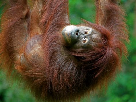 LENS and COVER - PHOTOGRAPHY: Amazing Borneo Wildlife - Sepilok, Labuk ...