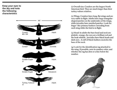 California Condor | California condor, Condor bird, Cartoon birds