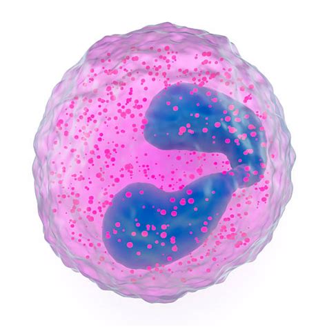 Eosinophil Stock Photos, Pictures & Royalty-Free Images - iStock