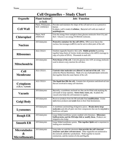 Animal Cell Organelles Worksheet